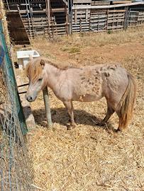 Pony falabbella