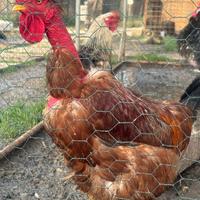 Gallo collo nudo