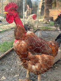 Gallo collo nudo