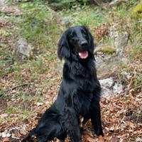Flat coated retriever maschio disponibil per monta