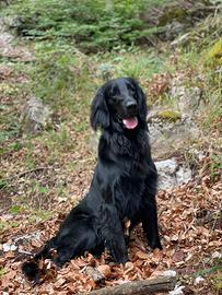 Flat coated retriever maschio disponibil per monta