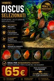 Discus
