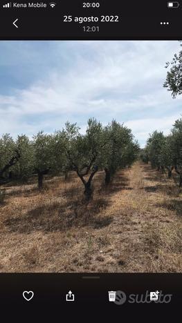 Terreno agricolo con alberi di ulivo