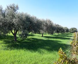 Terreno Agricolo con alberi di ulivo