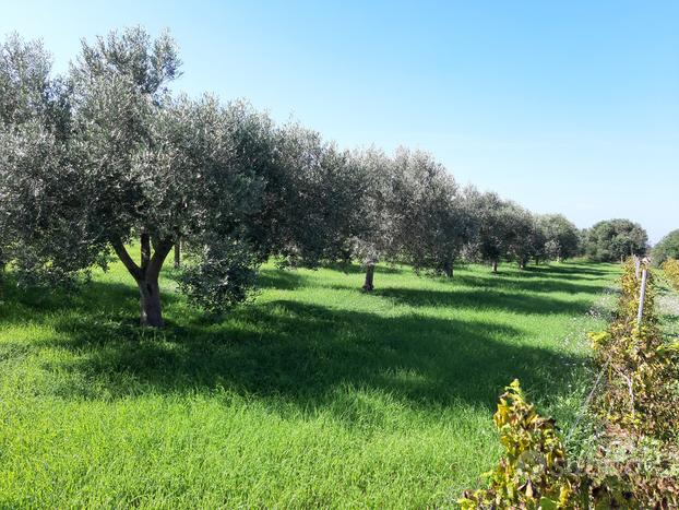 Terreno Agricolo con alberi di ulivo