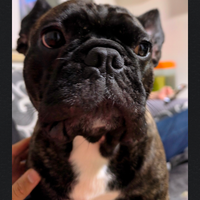 Stallone Bulldog francese