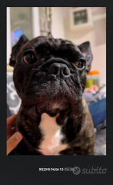 Stallone Bulldog francese