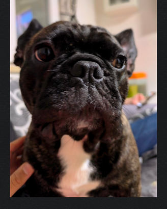 Stallone Bulldog francese