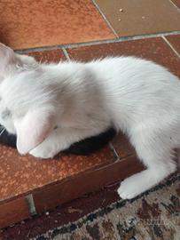 animali gattini
