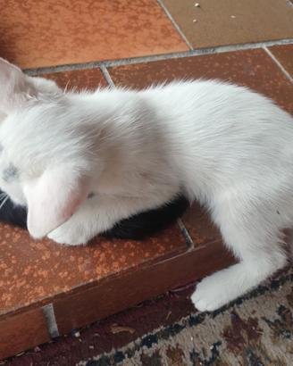 animali gattini