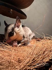 Petauro dello zucchero