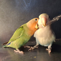 Inseparabili allevati a mano