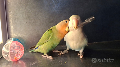 Inseparabili allevati a mano