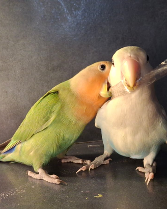 Inseparabili allevati a mano