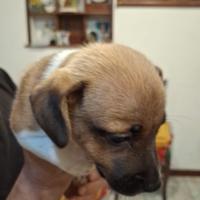 Cuccioli di jack russel