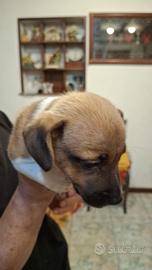 Cuccioli di jack russel