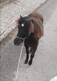 Mini pony