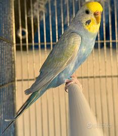 Cocorite allevate a mano