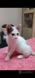 Gattina Perla