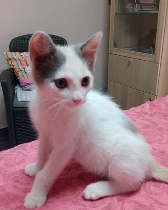 Gattina Perla