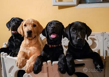 Disponibili cuccioli di labrador