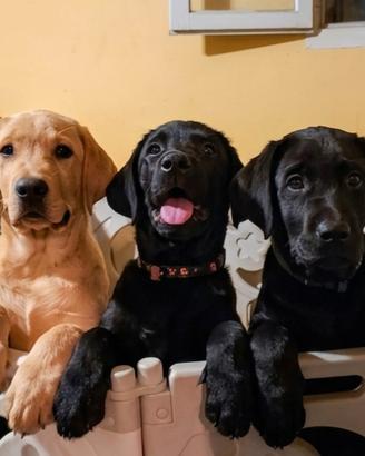 Disponibili cuccioli di labrador