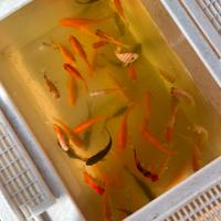 Pesci specie:canarini, Sarasa, rossi, shubunkin