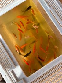 Pesci specie:canarini, Sarasa, rossi, shubunkin