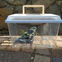 Vaschetta pesci con accessori