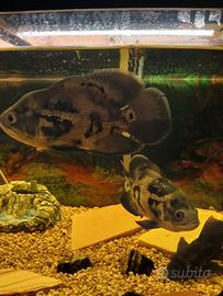 Astronotus oscar