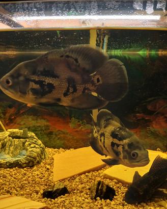 Astronotus oscar