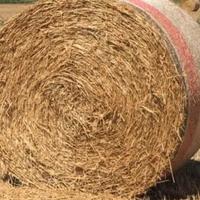 Fieno annata 2024(trattabile)