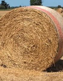 Fieno annata 2024(trattabile)