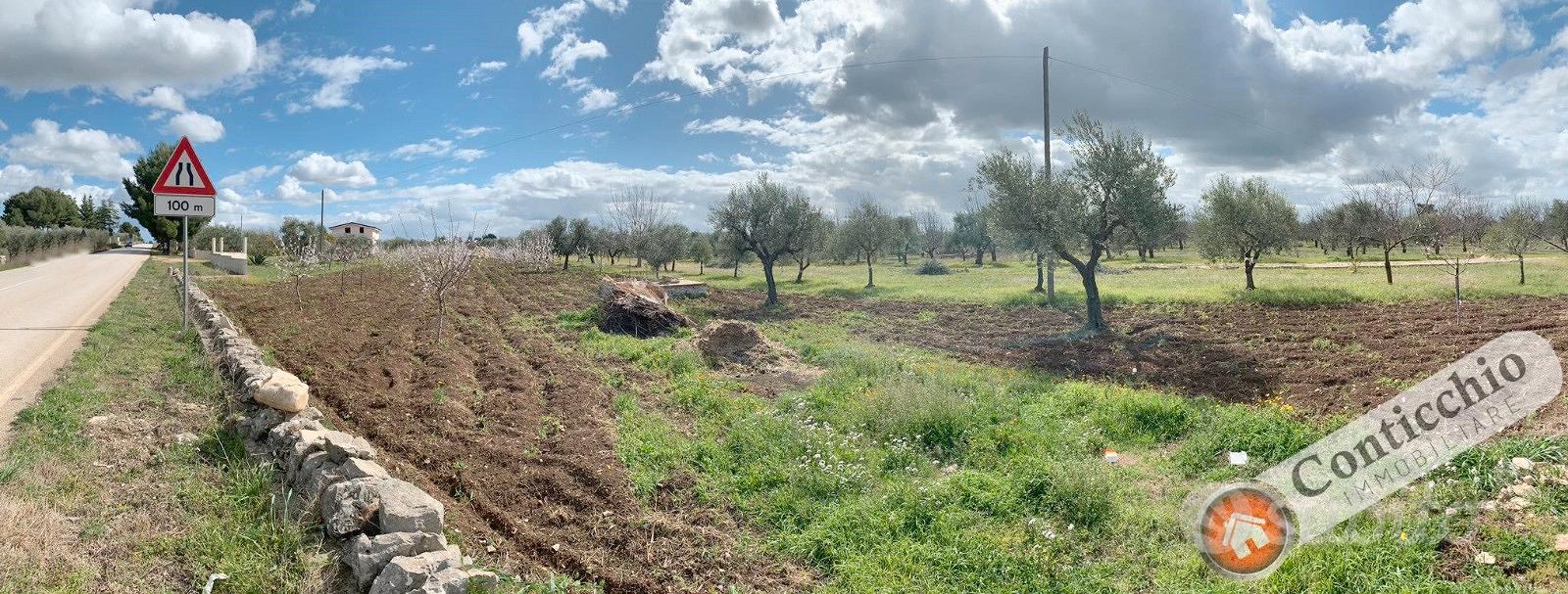 Mandorleto nuovo impianto - Vista 5