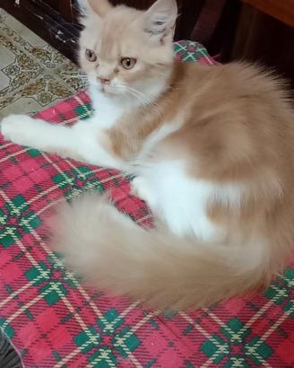 Gattini persiani normotipo