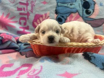 Maltipoo toy