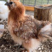 Gallo Selkie
