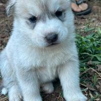 Cuccioli Husky