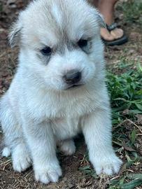 Cuccioli Husky