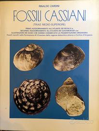 Fossili Cassiani