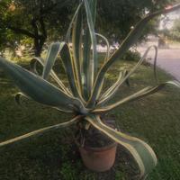 Agave gigante in vaso
