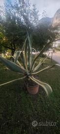 Agave gigante in vaso