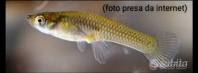 Gambusia Affinis
