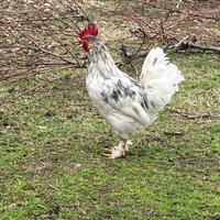 Gallo