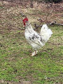 Gallo