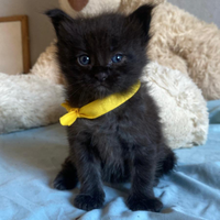 Maschietti Maine Coon tg XXL con pedigree Anfi