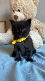 Maschietti Maine Coon tg XXL con pedigree Anfi