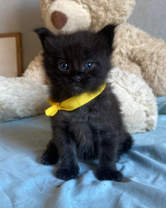 Maschietti Maine Coon tg XXL con pedigree Anfi