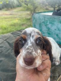 Setter inglesi da beccacce