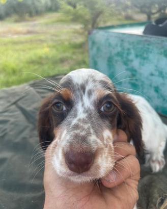 Setter inglesi da beccacce